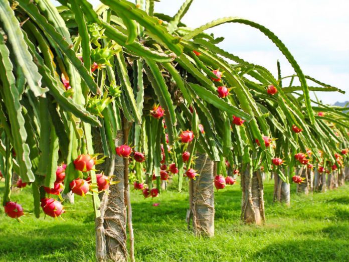 dragon fruit